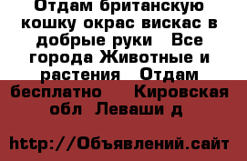 Отдам британскую кошку окрас вискас в добрые руки - Все города Животные и растения » Отдам бесплатно   . Кировская обл.,Леваши д.